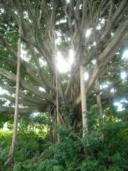 Our Over Soul and the Quantum Field – 7-15-14 Christina-fisher-photo-122511-elementals-perched-in-banyan-tree-haiku-maui